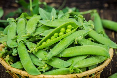 bezelye. seçici odak. 