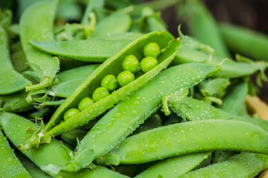 bezelye. seçici odak. 