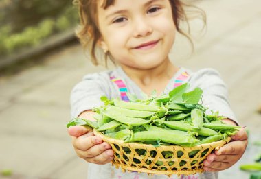 bezelye bir çocuğun elinde. seçici odak.