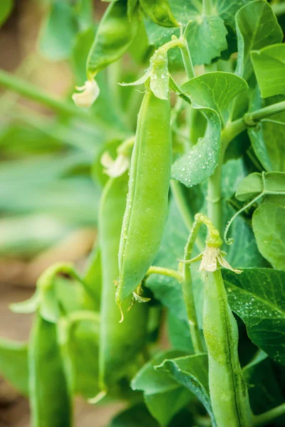 büyüyen bezelye. seçici odak.