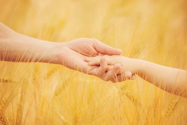 Рука дитини та батька на пшеничному полі. Вибірковий фокус . — стокове фото