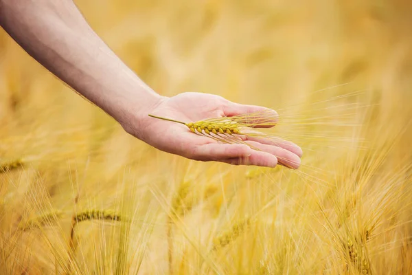 Kulak buğday onun elinde. Seçici odak.