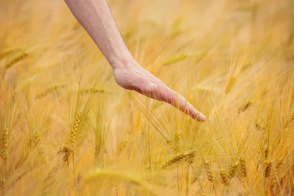 Klas pšenice v ruce. Selektivní fokus. — Stock fotografie