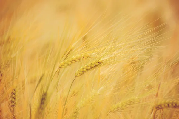 Een veld van tarwe. Selectieve aandacht. — Stockfoto