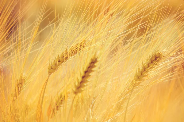Поле пшеницы. Селективный фокус . — стоковое фото
