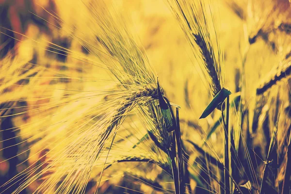 Un campo de trigo. Enfoque selectivo . —  Fotos de Stock