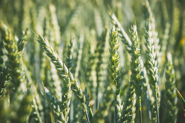 Un campo di grano. Focus selettivo . — Foto Stock