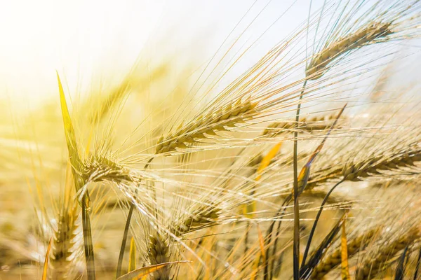 Um campo de trigo. Foco seletivo . — Fotografia de Stock