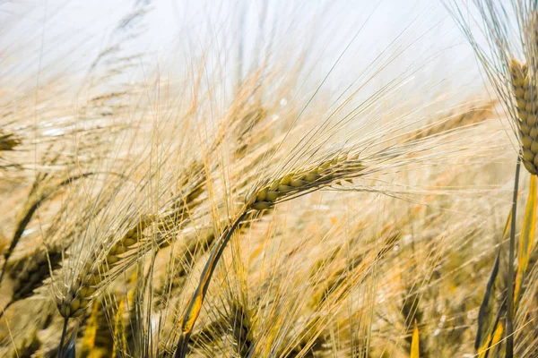 Un campo de trigo. Enfoque selectivo . —  Fotos de Stock