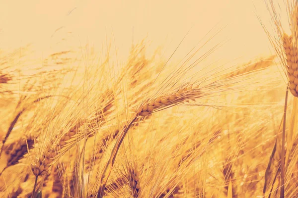 A field of wheat. Selective focus. — Stock Photo, Image