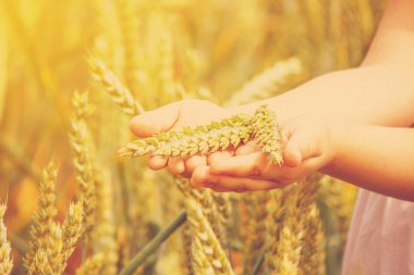 çocuk elinde buğday spikelets. seçici odak. 