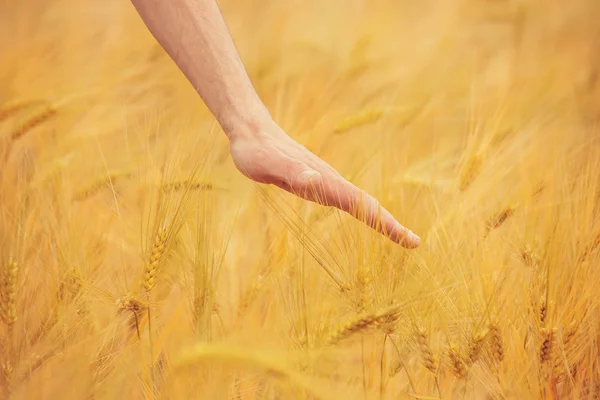 Klas pšenice v ruce. Selektivní fokus. — Stock fotografie