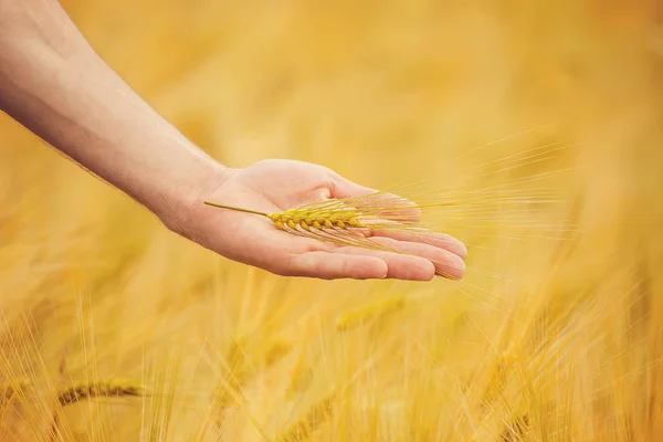 Ähre in ihrer Hand. Selektiver Fokus. — Stockfoto