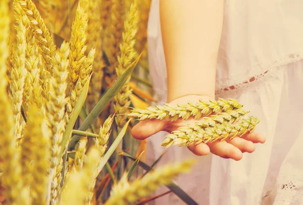 Espiguillas de trigo en las manos de los niños. enfoque selectivo . —  Fotos de Stock