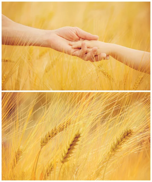 Collage eines Weizenfeldes. — Stockfoto