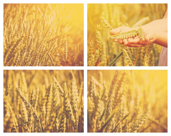 Collage eines Weizenfeldes. — Stockfoto