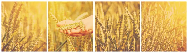 Colagem um campo de trigo . — Fotografia de Stock