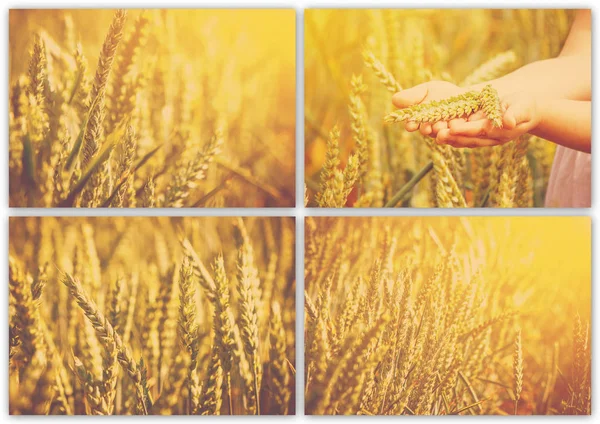 Колаж пшеничне поле . — стокове фото