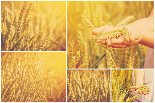 Collage d'un champ de blé . — Photo