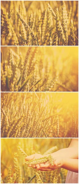 Collage un campo de trigo . —  Fotos de Stock