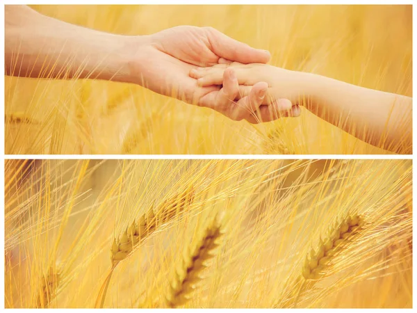 Colagem um campo de trigo . — Fotografia de Stock