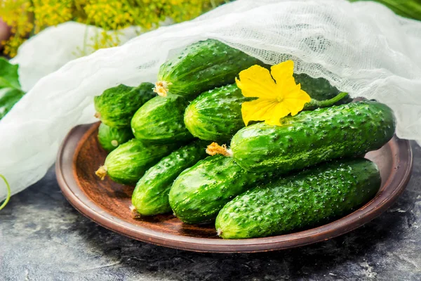 Cucumbers. selective focus. — Stock Photo, Image