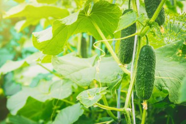 Salatalık büyümek. Seçici odak. 