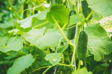 Salatalık büyümek. Seçici odak. 