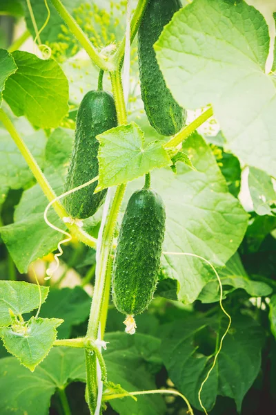 오이 성장합니다. 선택적 초점. — 스톡 사진