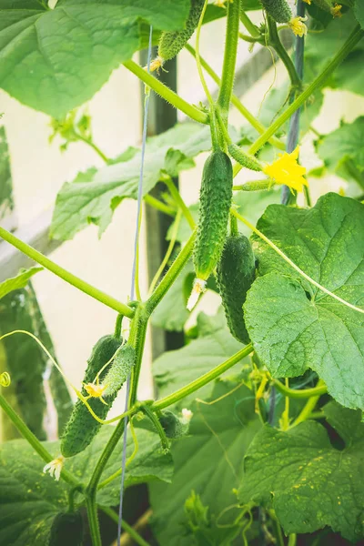 Cucumbers grow. Selective focus. — Stock Photo, Image