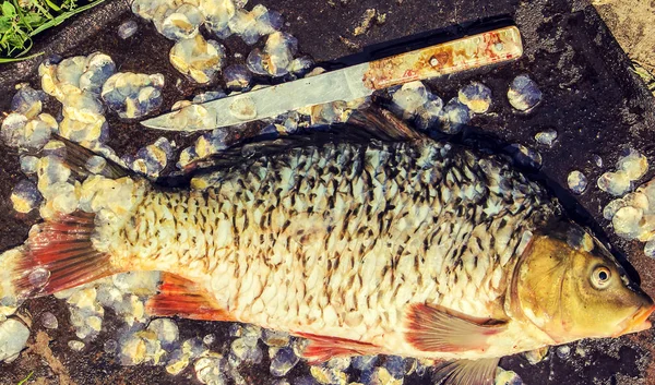 生の魚。選択と集中. — ストック写真