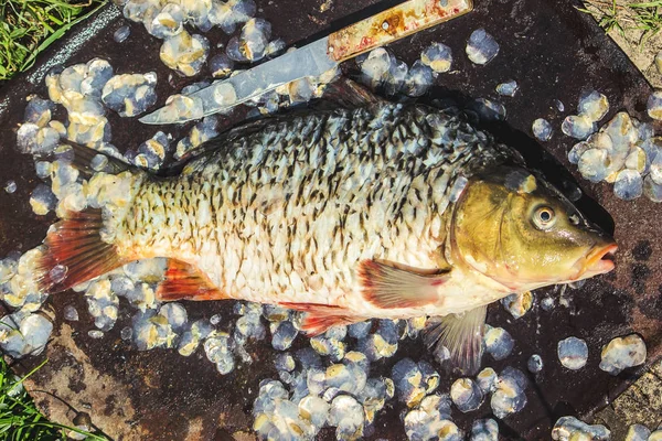 生の魚。選択と集中. — ストック写真