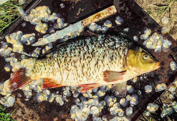 生の魚。選択と集中. — ストック写真