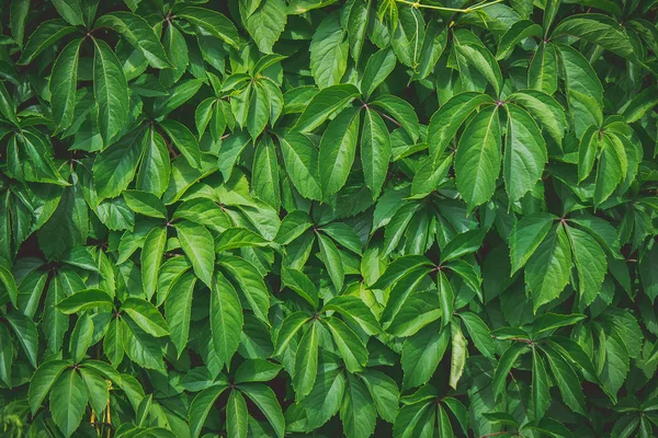 Texture piante foglie verdi. Focus selettivo . — Foto Stock