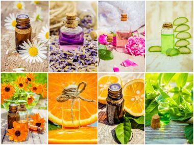 kolaj otlar ve uçucu yağ. 