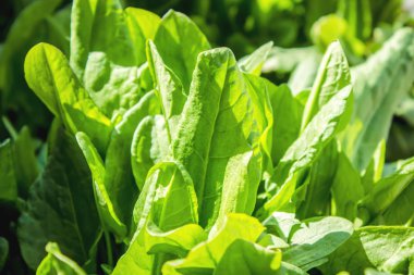 Yeşiller, kuzukulağı ve ıspanak yaprakları. Seçici odak.