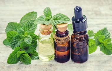 Nane özü. Şifalı bitkiler. Seçici odak. 