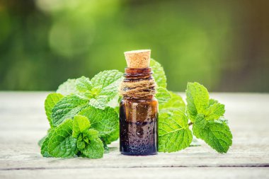 Nane özü. Şifalı bitkiler. Seçici odak. 