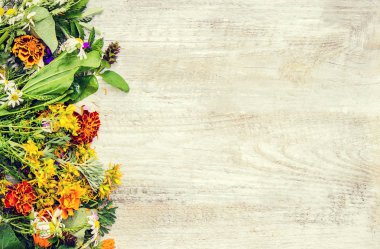 Otlar. Şifalı bitkiler. Seçici odak. 