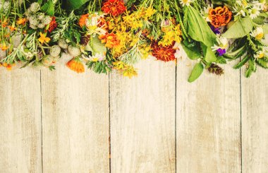 Otlar. Şifalı bitkiler. Seçici odak. 