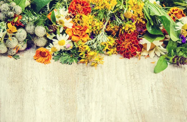 Otlar. Şifalı bitkiler. Seçici odak. 