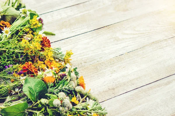 Otlar. Şifalı bitkiler. Seçici odak. 