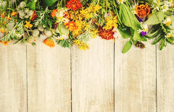 Otlar. Şifalı bitkiler. Seçici odak. 