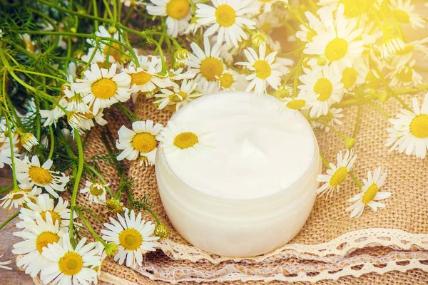 Papatya özü ile krem. Şifalı bitkiler. Seçici odak.