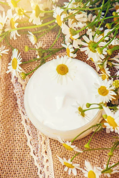 Papatya özü ile krem. Şifalı bitkiler. Seçici odak.