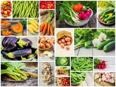 Farklı sebze kolaj. Vejetaryen yiyecekler.