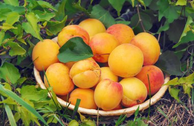 Kayısı. RIPE güzel. Seçici odak.  