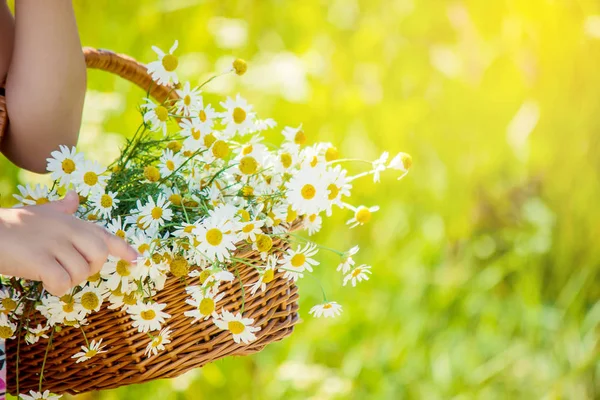 Une fille avec des marguerites. Concentration sélective . — Photo