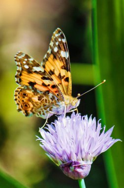 Bir çiçek kelebek. Seçici odak. 