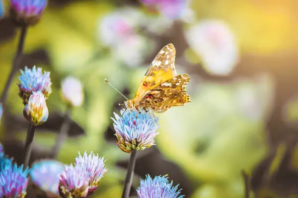 Πεταλούδα σε ένα λουλούδι. Επιλεκτική εστίαση. — Φωτογραφία Αρχείου
